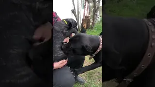 Cane corso.Кане корсо.