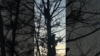 3 Bear Cubs Climb a Tree! #cubs #bear #cute #animals #canada #tree #explore #blackbear