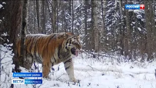 Чудовище пока не встретили: в Хабаровском крае состоялась перепись таёжных обитателей