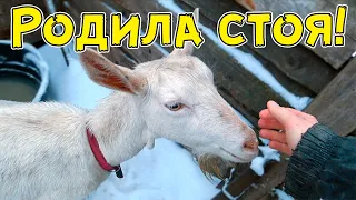 Родила стоя! Окот козы Жужи. Жизнь в деревне зимой.