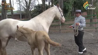 Caballos capas diluidas