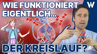 Unser Blutkreislauf: So fließt das Blut durch Deinen Körper - Körperkreislauf vs. Lungenkreislauf!