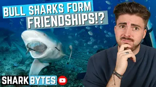 NEW RESEARCH: Bull sharks form FRIENDSHIPS!?