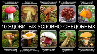 Топ 10 ЯДОВИТЫХ УСЛОВНО СЪЕДОБНЫХ ГРИБОВ