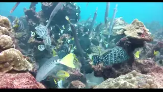 Isla del Coco, Un Tesoro Oceánico