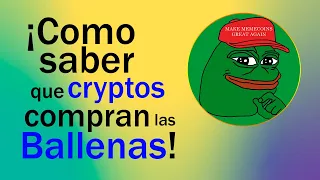 Como rastrear las cryptos ballenas | ¿Se puede comprar SUI? | Las memes coins dan inicio al bull run