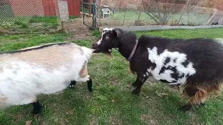 goats being goats