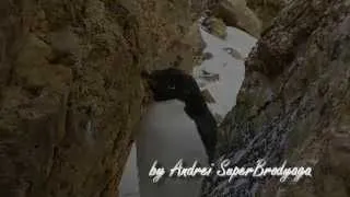 Стесняющийся пингвин (Penguin shy)