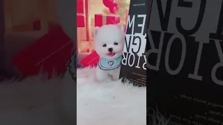 Милый щенок шпиц ТикТок /Chó Phốc Sóc Mini/Cute puppies Funny TikTok