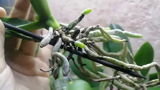 как так быстро выросли корни орхидеи