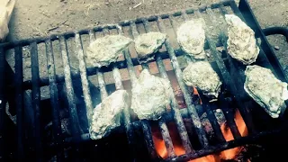 Cooking oysters over a campfire
