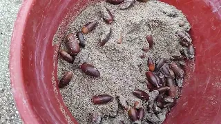 How to store acorns --- use damp sand Jan 2024