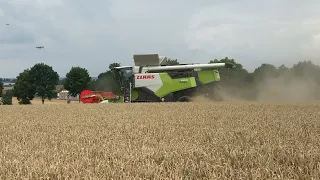 New Claas Trion 660 walker combine harvesting wheat