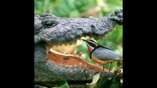 Why Crocodile Doesn't Eat Egyptian Plover Bird #shorts