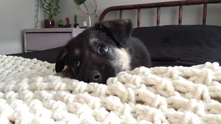 German Shepherd puppy talking back