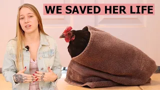 Egg Bound Hen - How to Help Egg Bound Chicken