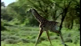 CH4 Wild Tales - Thorn Tree Paradise (narrated by Bill Paterson) (Oct 1997)