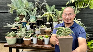 Wow! P10 Million - 1 plant! Bakit willing bilhin ng mga foreigner, pero ayaw parin ibenta?