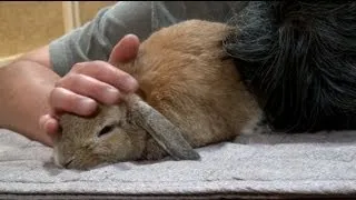 居眠りゆるさん! なめウサギ!!  (チャップ・ダンダンウー) The rabbit which doesn't permit a doze