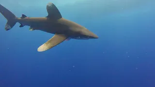 Close encounters with oceanic whitetip sharks in 4K