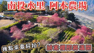 2024 南投水里 阿本農場緋寒櫻即將滿開 I 油菜花與櫻花交織的美景 I 阿本農場必拍的4個地方 幾點來拍最漂亮? I 1/20後這周是滿開的時刻 I 阿本農場的接駁處及停車場解說