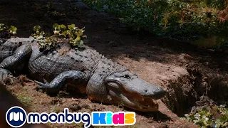 Awesome Gators & Amazing Reptiles at Wildlife Park | Kids Songs | Moonbug Kids