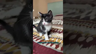 Как растут котята рядом с мамой, кстати вы можете забрать одного себе #kittensmeowing #mothercat