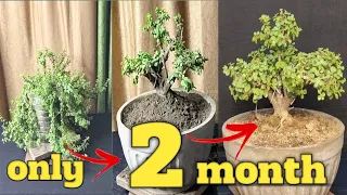 BONSAI BANAYE VERY FAST  // BONSAI KA TRUNK MOTA KARNE KA TARIKA 🏝