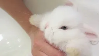 Baby Bunny Takes a Bath