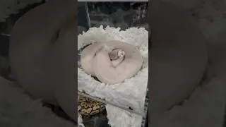 Sexy Albino Python #shorts