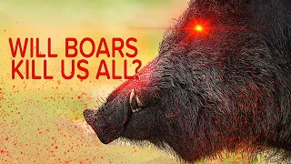 Are wild boar taking over the world?