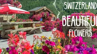 beautiful flowers garden|grindelwald switzerland 4k