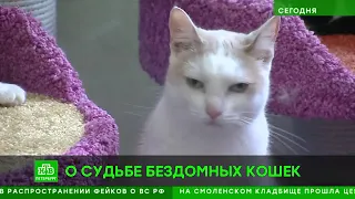 Власти Петербурга решают судьбу бездомных кошек и собак