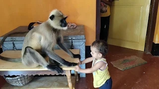 Male langur is scared of getting into the house but the daring baby is calling him nearby