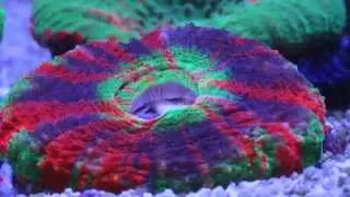 Scolymia Coral Feeding (Time Lapse)