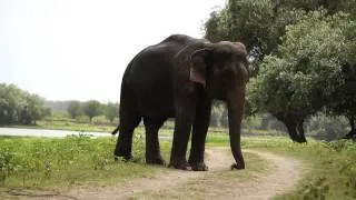 Слоны в Астрахани part2