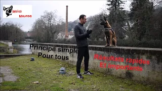 Pourquoi mon chien n'obéit pas ???