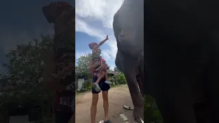 Слон жестко напугал нас.