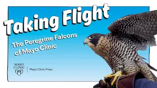 Taking Flight: The Peregrine Falcons of Mayo Clinic