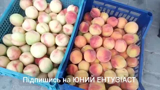 ОПТ Ціни на фрукти і ягоди Закарпаття Виноградів 6 липня