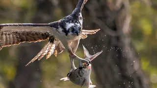 osprey catches 2 huge fish !! 2 outta 3 isnt bad - Nikon Z9 200-500