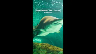 Shark attack in Marmaris Turkey 2022 - Chased Away with a Mop