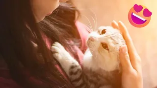 Cats Love Their Humans On A Different Level But It's Real Love - Cute Cat And Owner