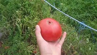 ТОЛЬКО ВЗГЛЯНИ!!! Огромные ТОМАТЫ.                #томатыгиганты #помидоры