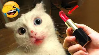 New Funny Videos 2024  Cutest Cats And Dogs Videos Funniest Animals Videos Part 09