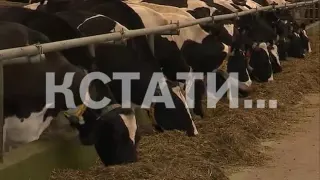 Стахановские надои в Нижегородской области