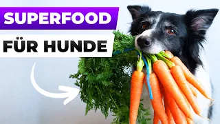 10 Superfoods für Hunde – für mehr Vitalität und Gesundheit