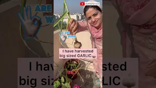 Harvesting Garlic from terrace garden | हानिकारक कीड़ों को दूर भगाने के लिए सबसे अच्छा टिप #Shorts