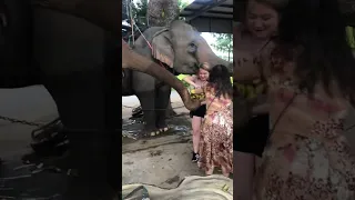 Time to feed the elephants