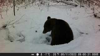 A bear near the den is getting ready to sleep.  1parts